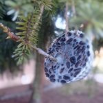 phoca_thumb_m_zajci a ptci 44 Fotogalerie